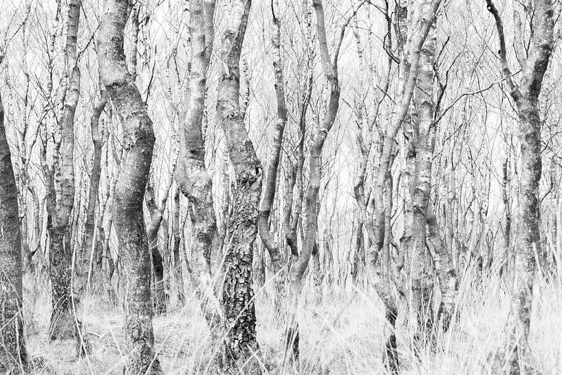 Ordnung und Chaos von Danny Slijfer Natuurfotografie