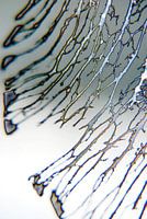 Abstraction of Thing #004d