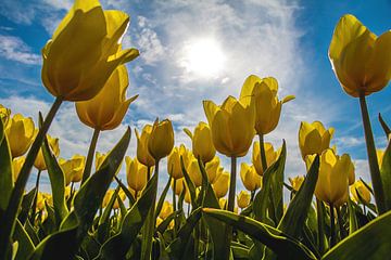 Champ de tulipes jaunes au soleil sur Eveline Dekkers