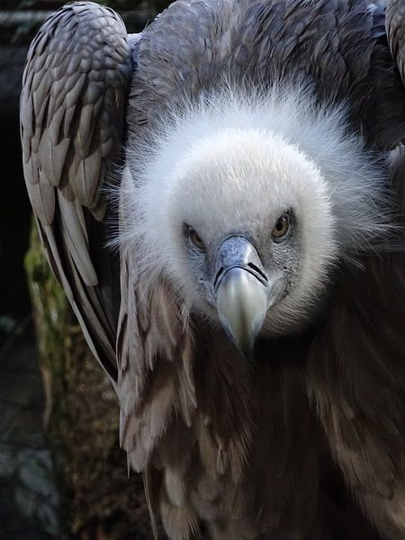 Un vautour qui nous regarde droit dans les yeux par Nadia Houtzager