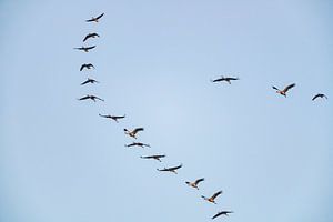 Kraniche fliegen im Herbst am Himmel