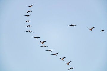 Kraanvogels vliegend in de lucht tijdens de herfst