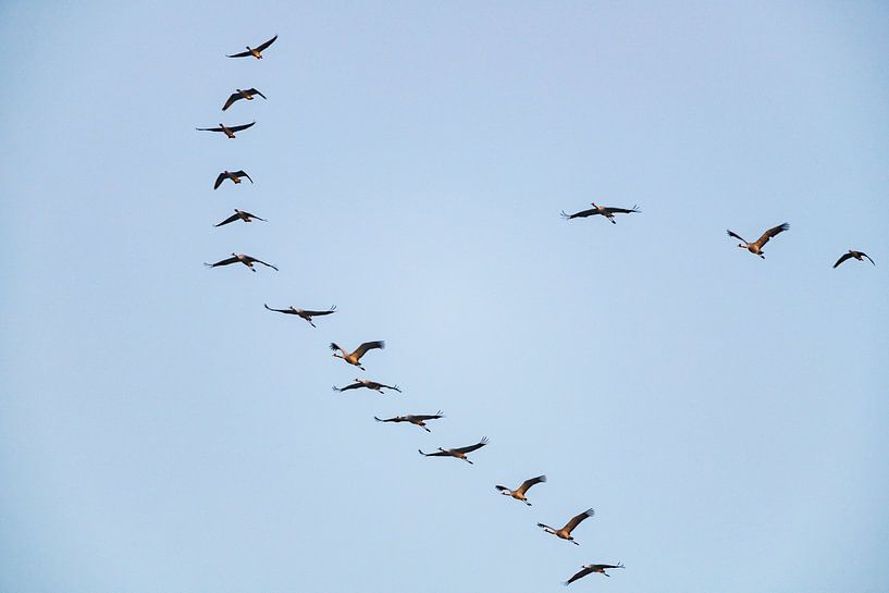 Common Cranes flying in the sky during autumn by Sjoerd van der Wal Photography