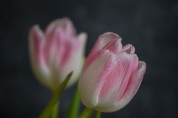 Roze tulp van Niek Traas