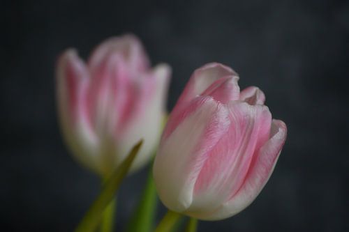 Roze tulp