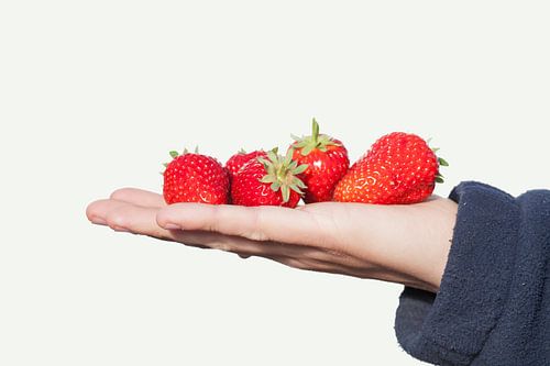 Rijpe rode aarbeien gepresenteerd op een vlakke hand