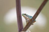 Tree frog on angelica in the Loonse and Dunense dunes national park