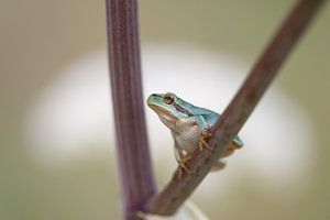 Laubfrosch auf Engelwurz im Nationalpark Loonse und Dunense-Dünen