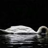 The searching swan by Lucas van Gemert