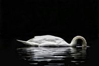 The searching swan by Lucas van Gemert thumbnail