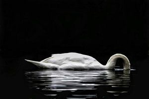 Der suchende Schwan