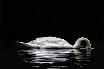 The searching swan