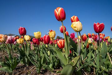 Coloured Tulips by Hélène Wiesenhaan