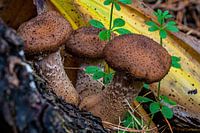 Der dunkle Honigpilz - Armillaria ostoyae