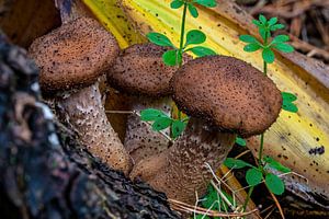 Der dunkle Honigpilz - Armillaria ostoyae