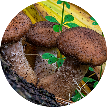 De sombere Honingzwam - Armillaria ostoyae