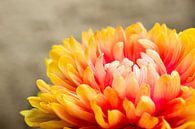 Nahaufnahme einer bunten Blume von Crystal Clear Miniaturansicht