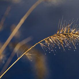 grass with dewdrops 1 by joyce kool