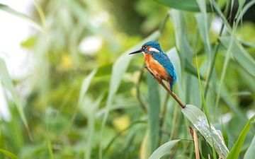 martin-pêcheur sur Andy van der Steen - Fotografie