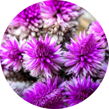 IJzerkruid - paarse majesteit