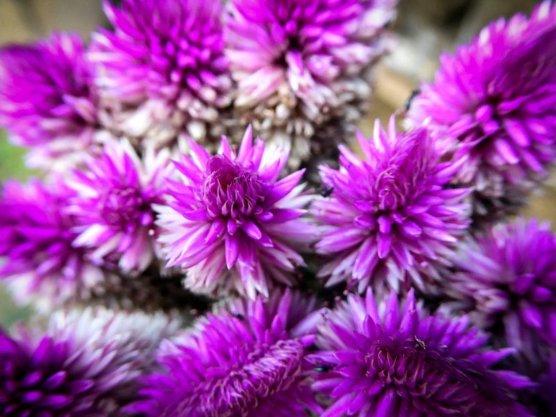 Ironweed - Purple Majesty von Eric Nagel
