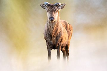 Red deer on a beautiful background. by Gianni Argese