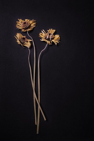 Composition of 3 dried gerberas on black. by Karel Ham