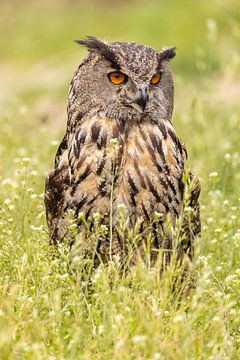 Oehoe, Bubo bubo, Roofvogel