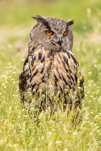 Uhu, Bubo Bubo, Greifvogel