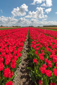 Tulpen veld van Marco de Graaff