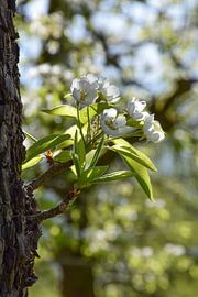 La Betuwe en fleurs sur Ingrid de Vos - Boom