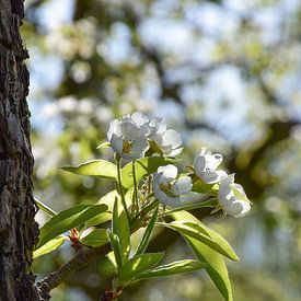 The Betuwe in bloom by Ingrid de Vos - Boom