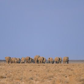 Herd of elephants heading for water hole by Martin Jansen