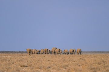 Troupeau d'éléphants se dirigeant vers un point d'eau sur Martin Jansen