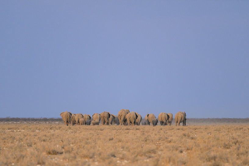 Herd of elephants heading for water hole by Martin Jansen