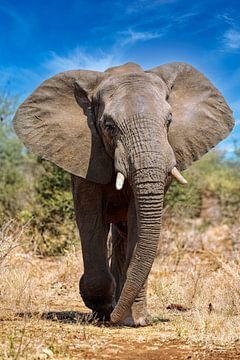 Grote olifant in het Kruger National Park in Zuid-Afrika