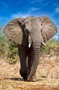 Grote olifant in het Kruger National Park in Zuid-Afrika van W. Woyke thumbnail