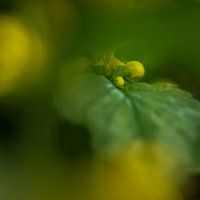 Colorful yellow dead-nettle VI