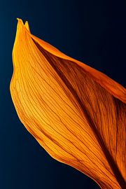 Golden plant structure by Poster Art Shop