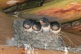 Nest met Boerenzwaluw jongen by Wierd Koops