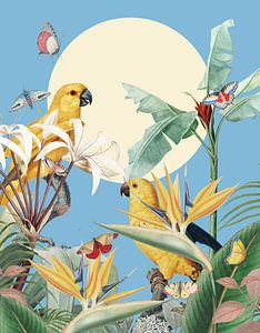 Birds and Butterflies