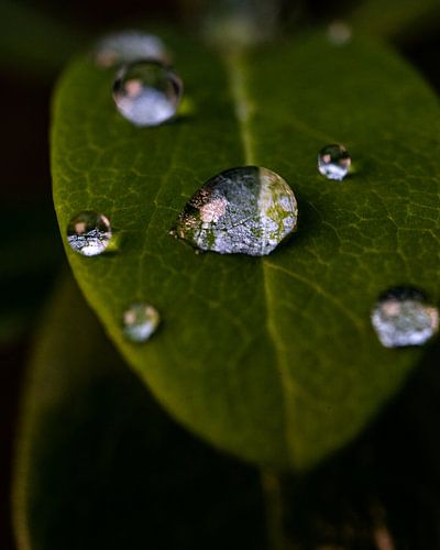 Regendruppel op blad (Macro, verticaal)