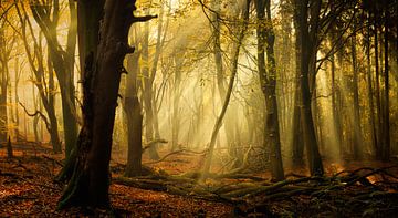 Speulderbos in autumn (XXL size, ideal for wallpaper) by Rigo Meens