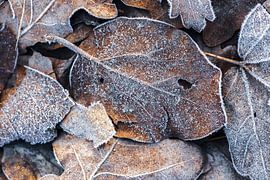 foliage by Daniela Beyer