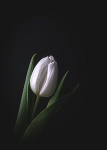 Tulipe blanche sur fond sombre sur Maaike Zaal