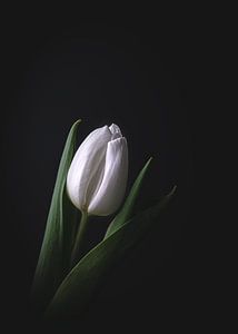 Tulipe blanche sur fond sombre