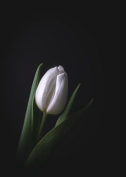 Witte tulp op donkere achtergrond van Maaike Zaal