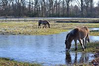 Horses in the freezing cold