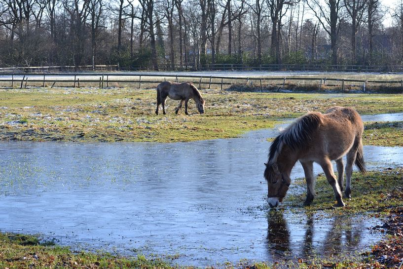 Horses in the freezing cold by Bernard van Zwol