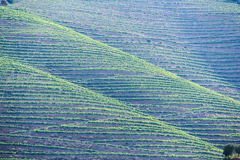 Wijngaarden bij Pinhão, Portugal von Ed de Cock